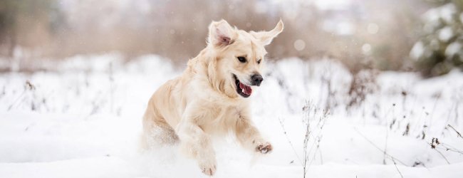 yellow dog running through snow outside in winter