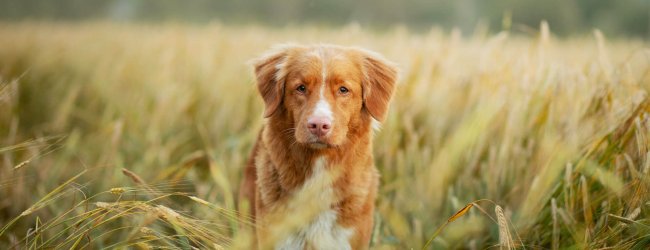 brown and white dog standing in field of grass awns