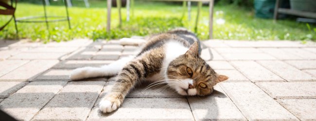 cat laying on stone patio outside