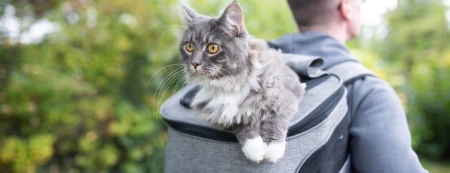 Mann mit grau-schwarzem Wanderrucksack und grau-weißer Katze, die aus dem Rucksack blickt