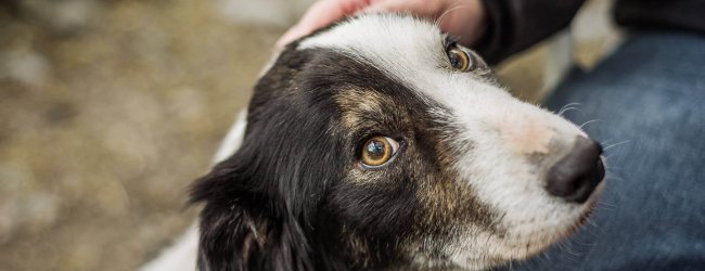 white and black dog leaning up against a person's leg