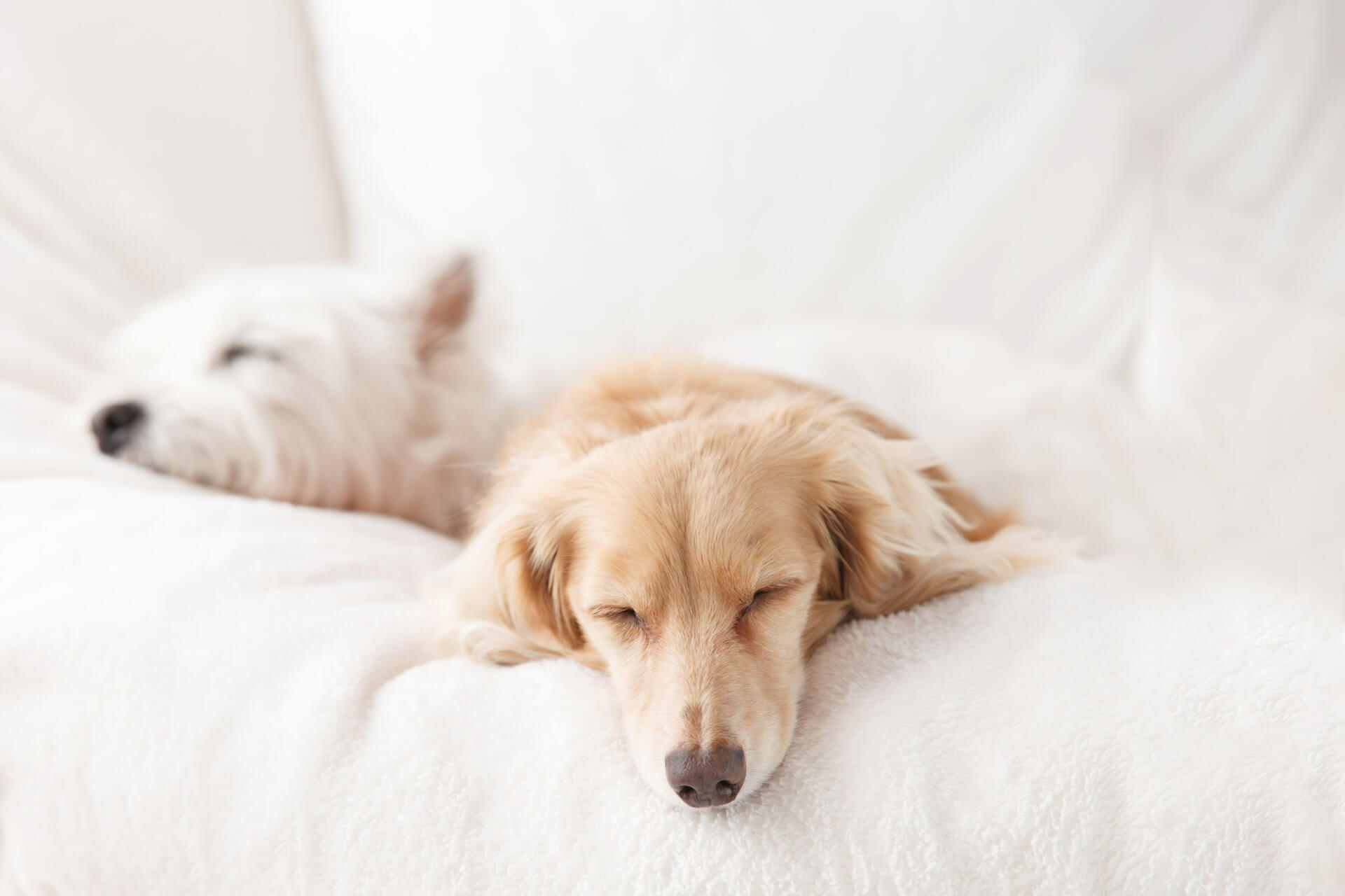 two dogs sleeping next to each other