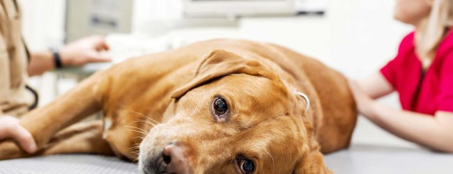 brown dog laying on the table at the vet