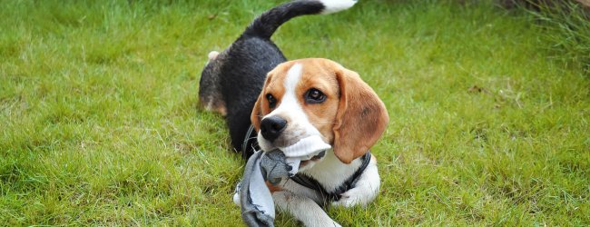 dog sitting on grass with sock in mouth