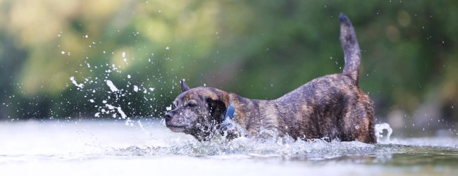 perro marrón y gris en el agua