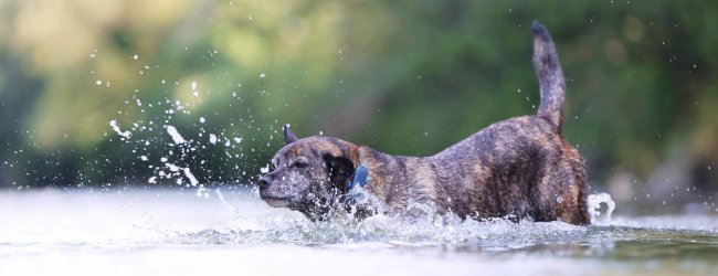 hund går ud i vandet udendørs