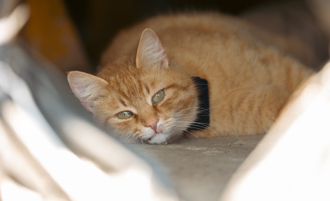 Cat lying on a couch