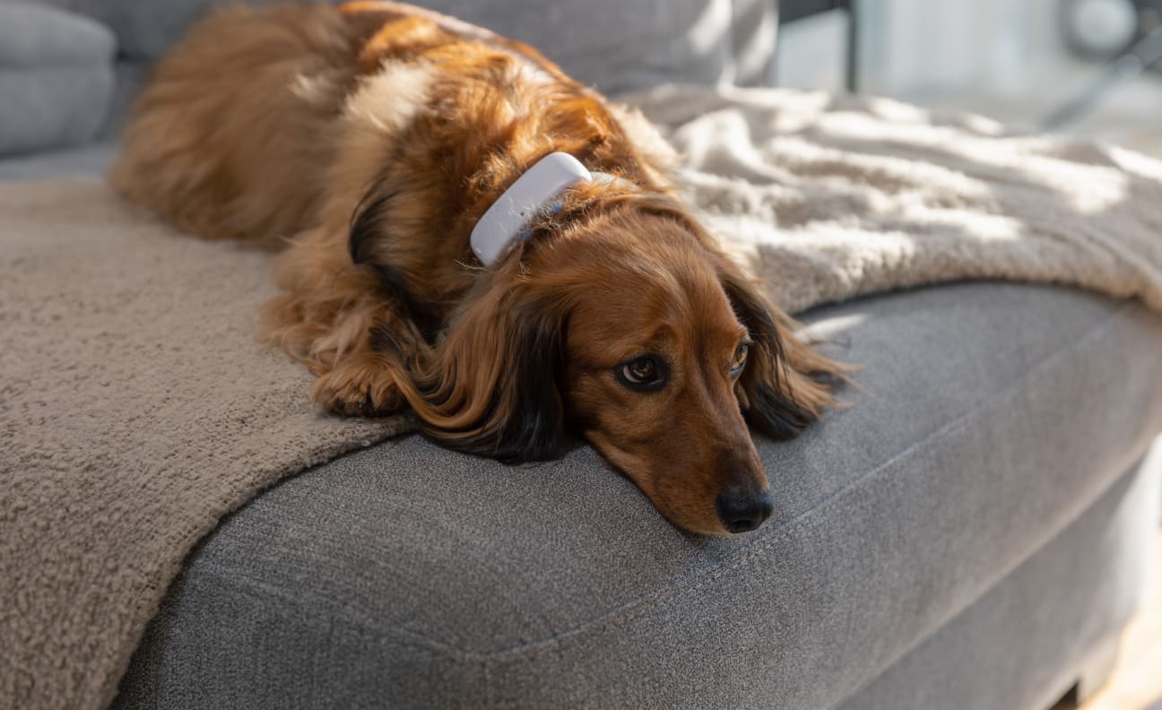 Dog on a couch