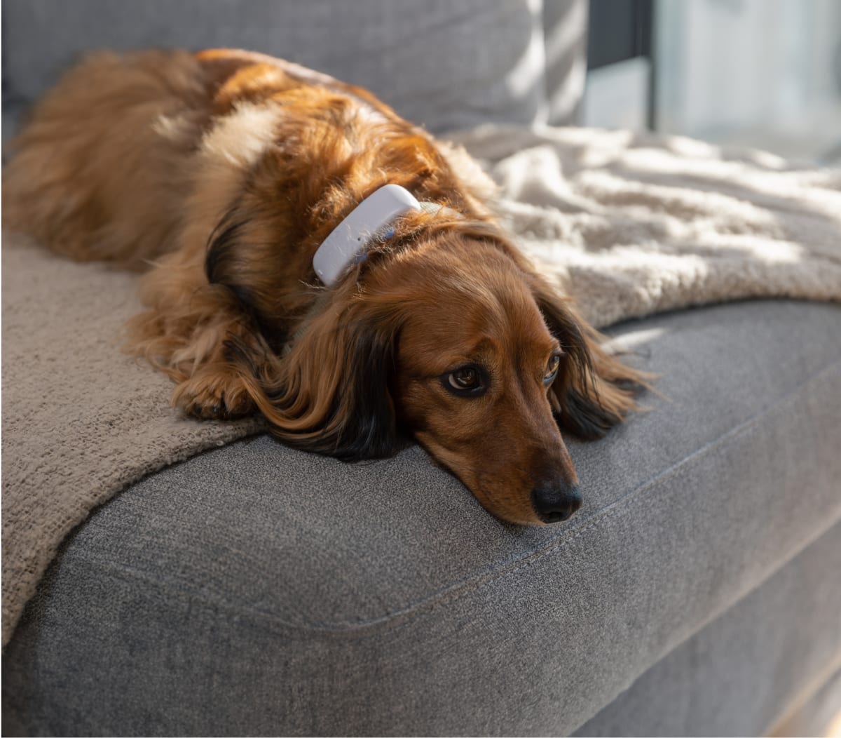 Dog lying down