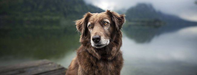 How to deal with panting, shaking and seizures in old dogs