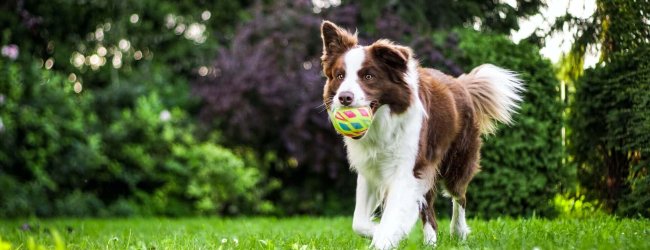 un cane corre su un prato tenendo una pallina in bocca