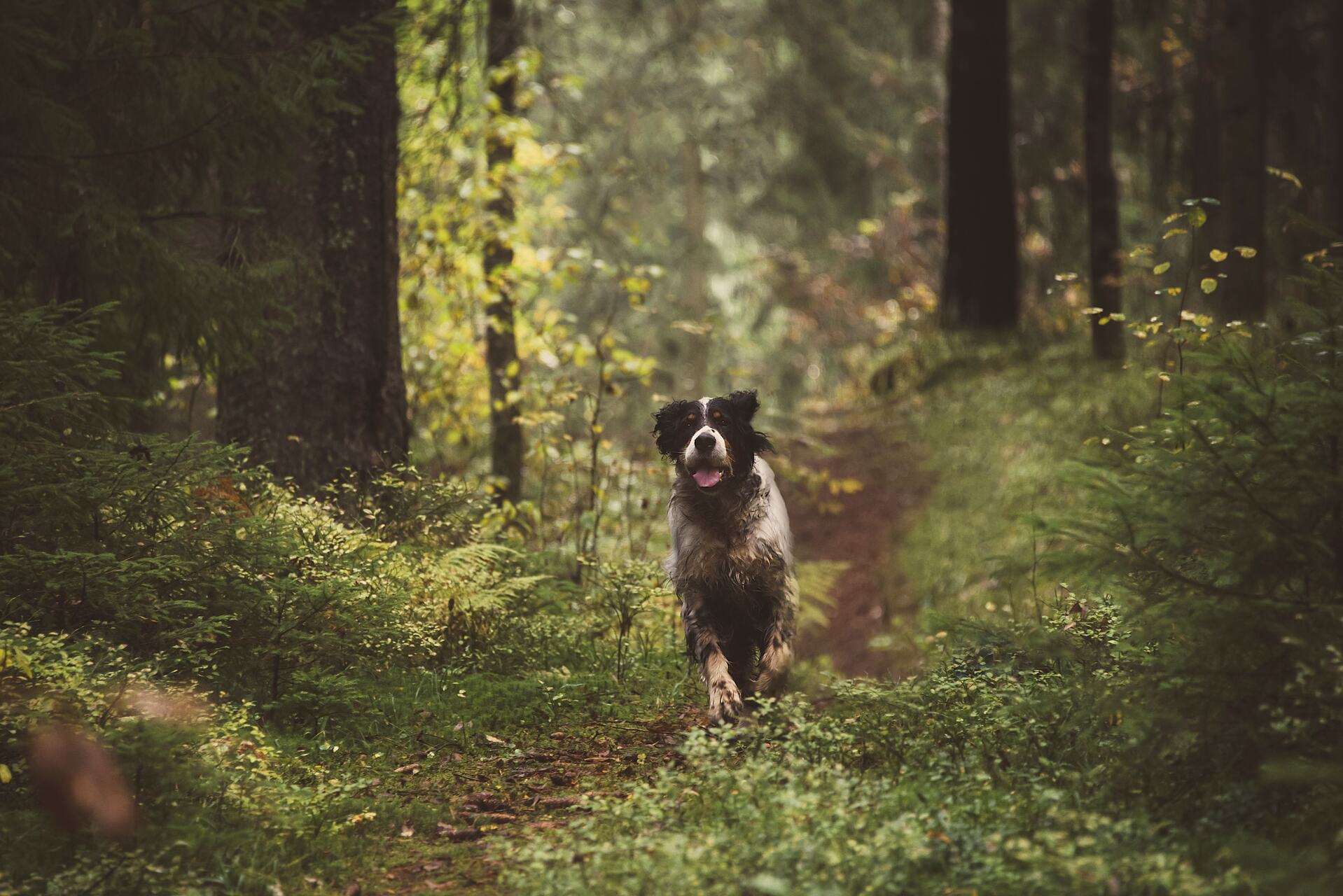 A dog running through the woods