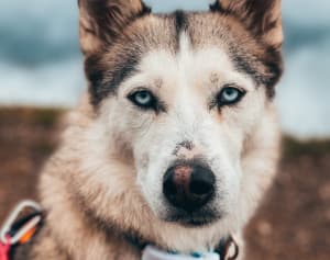 A Husky with Tractive GPS Dog Tracker