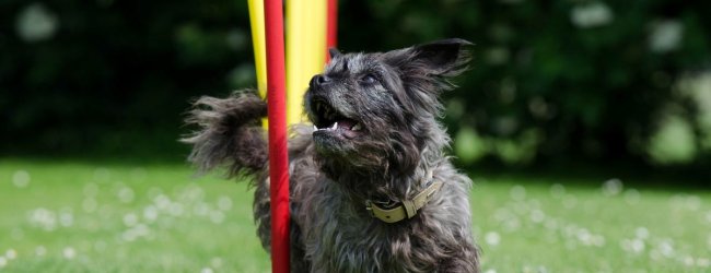 Een hond die langs een paal rent op een behendigheidsparcours