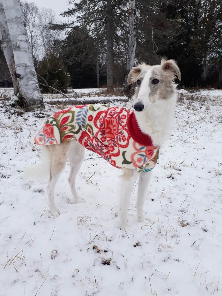 hvid og grå hund med dækken i sneen