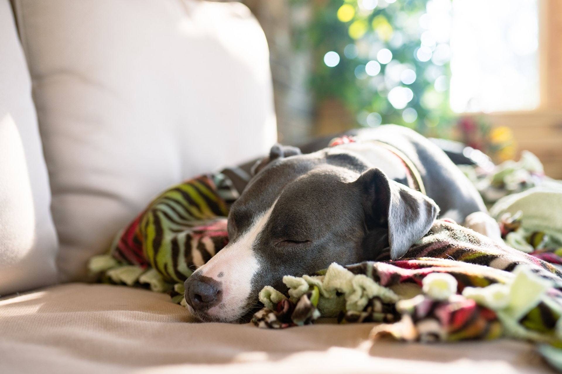 A sick dog napping on a couch