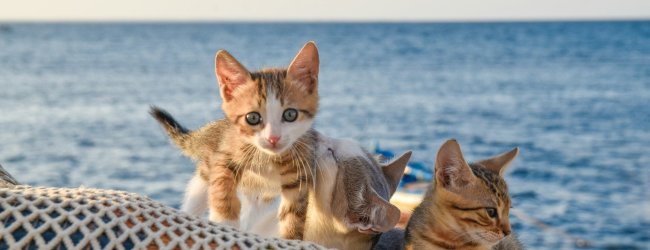 A litter of kittens sitting on a net by the sea