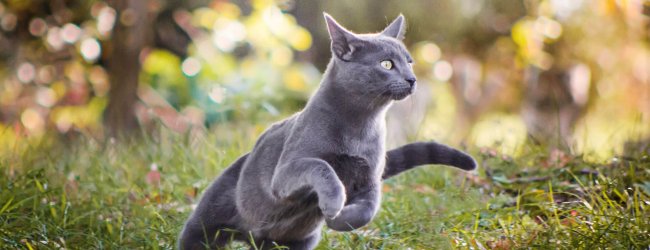 gray cat running in grass