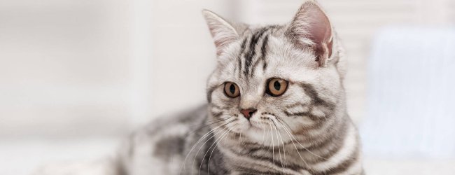 Grey and black cat lying on a carpet