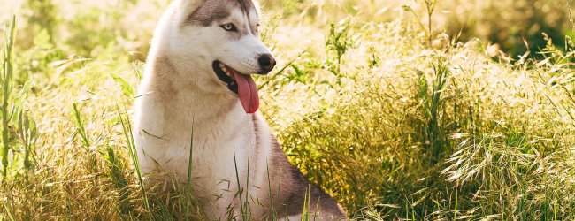 Hund steht hechelnd vor Hitze in der Wiese