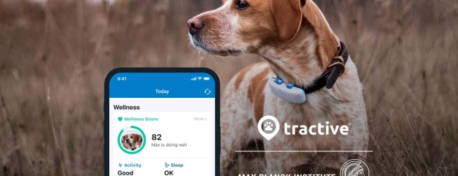 Dog with GPS tracker on collar standing in a field, screenshot of Tractive GPS app