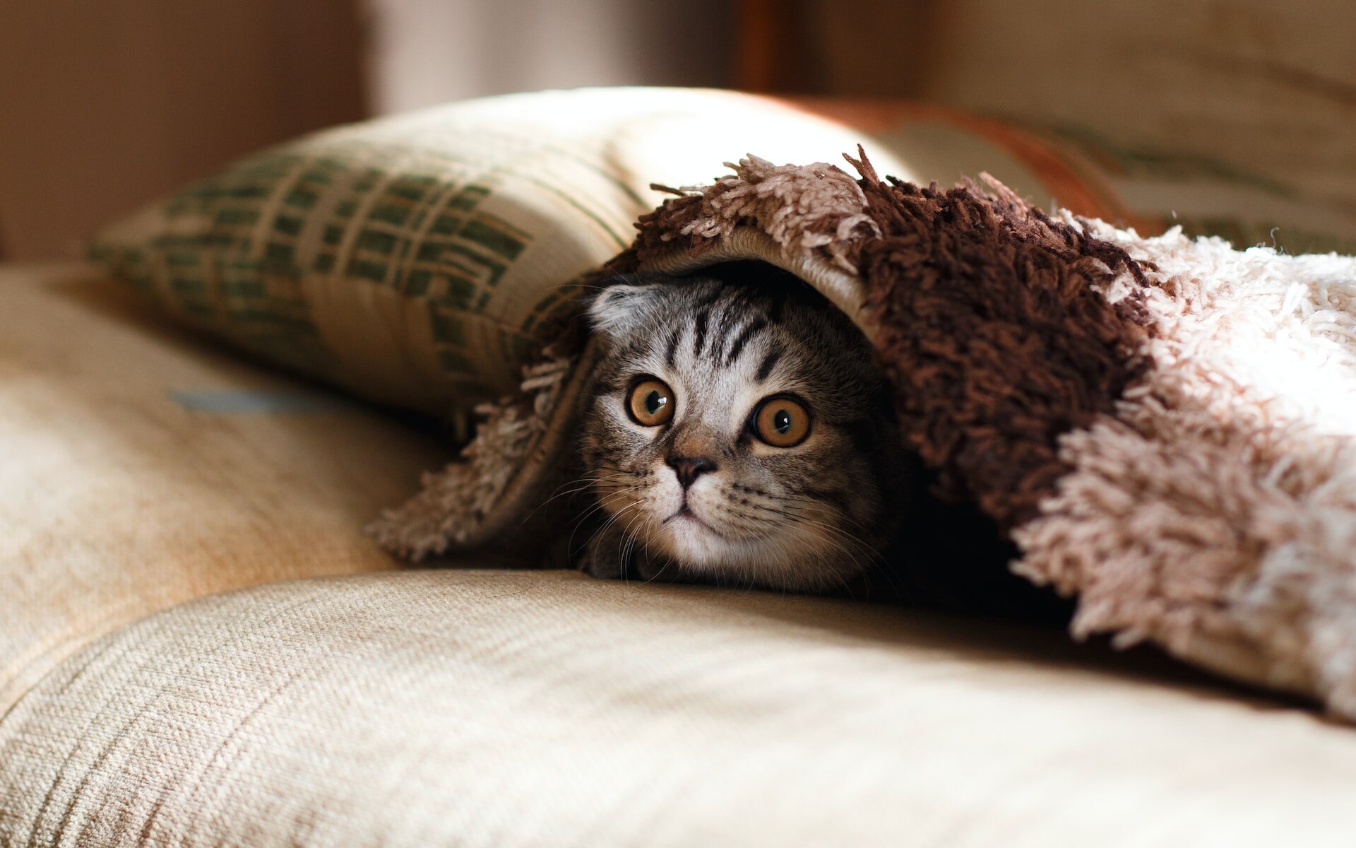 A cat hiding under a blanket