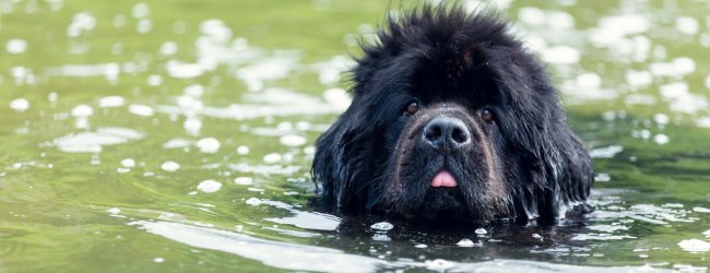 Ein Neufundländer lernt im Wasser schwimmen