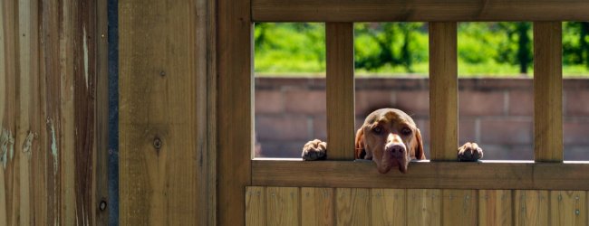 Een hond die door een houten hek gluurt