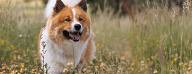 white and brown dog standing outside in field of grass and flowers