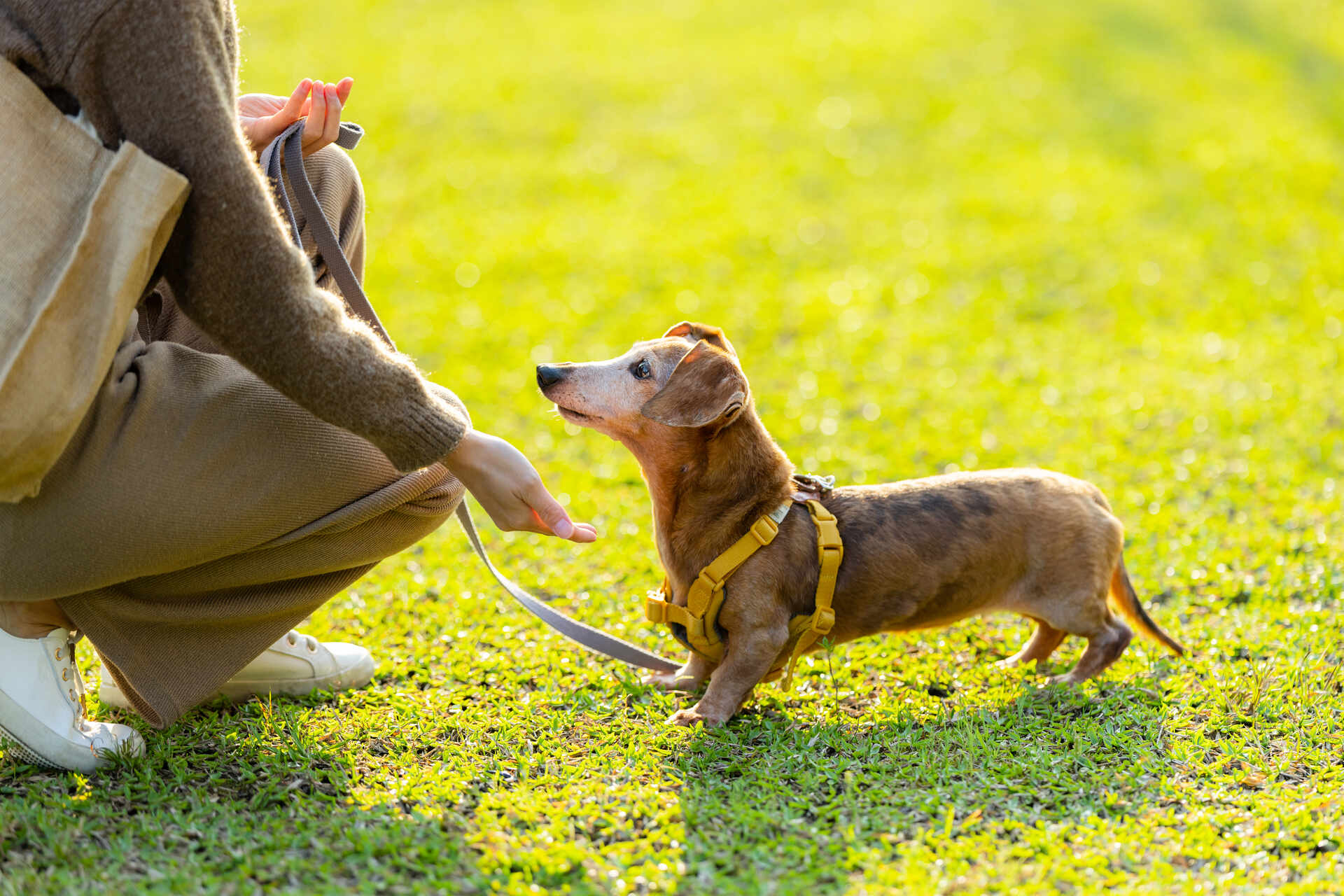 A woman training her dog in a park