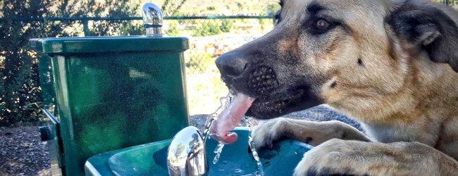 A dog drinking water out of a sink