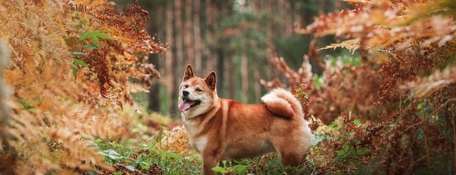 brown dog in forest