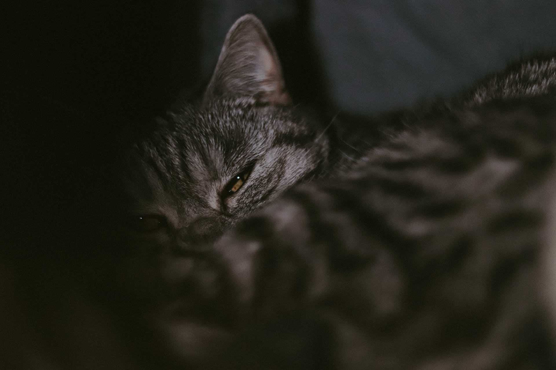 A sick cat lying in bed