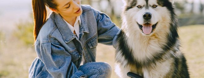 Hund bürstet Hund mit Hundebürste