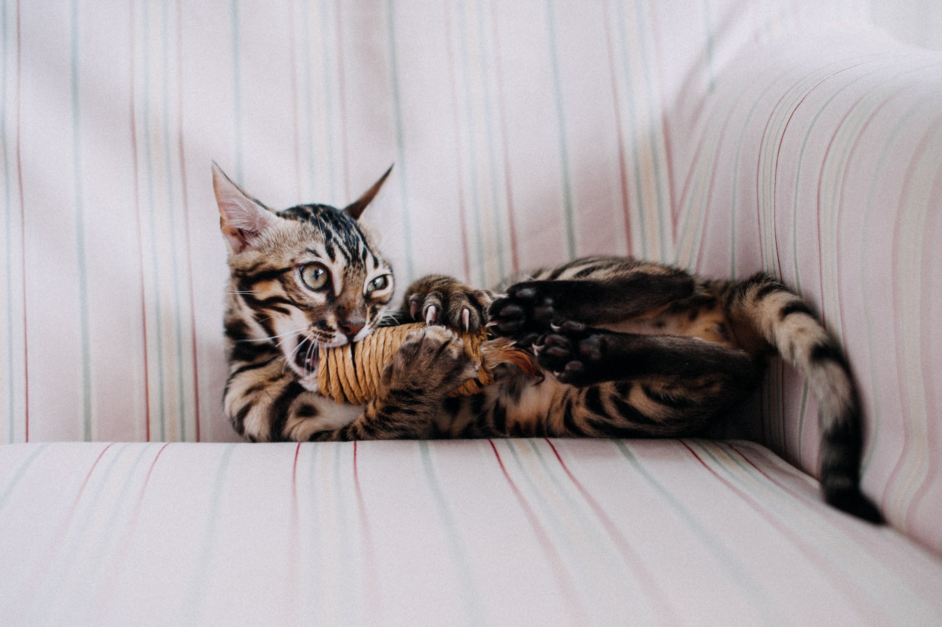 A cat chewing on a scratching toy on a couch