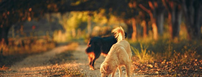 A dog sniffing around the ground outdoors