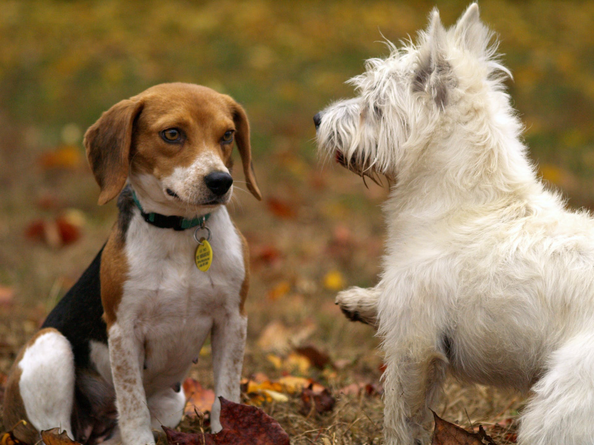 A male dog approaching a female dog in heat