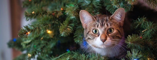 A cat poking their head out from a Christmas tree