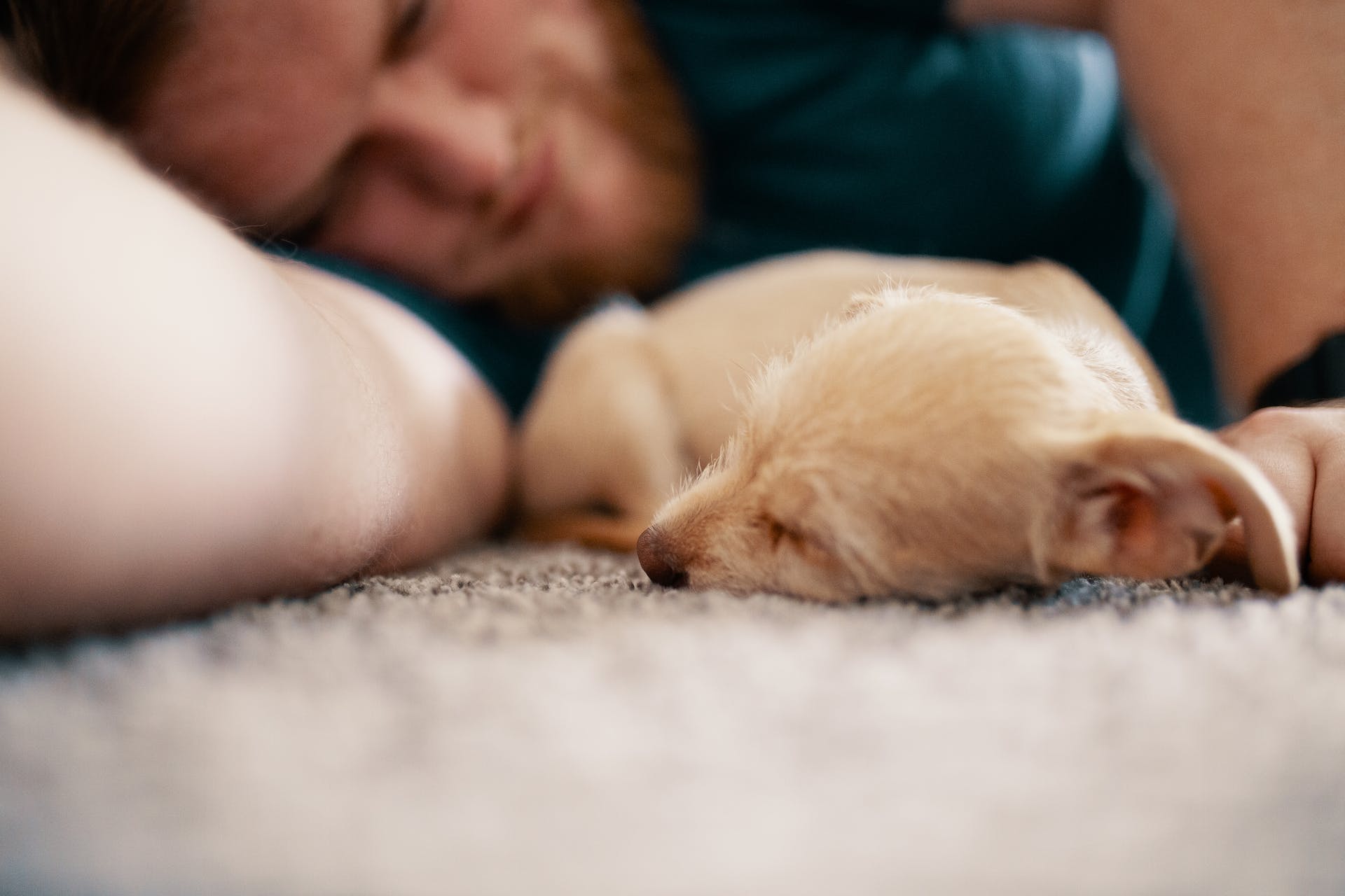 A puppy sleeping in bed next to a man