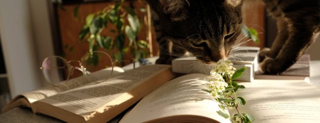 A cat sniffs around an indoor plant on a table.