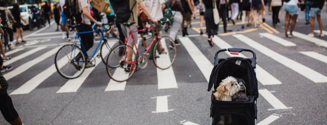 A dog in a pram on a crowded city street