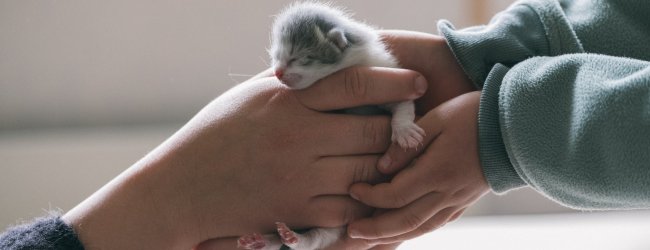 A woman passing a newborn kitten to her child