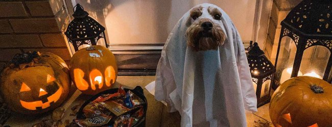 A dog wearing a ghost Halloween costume