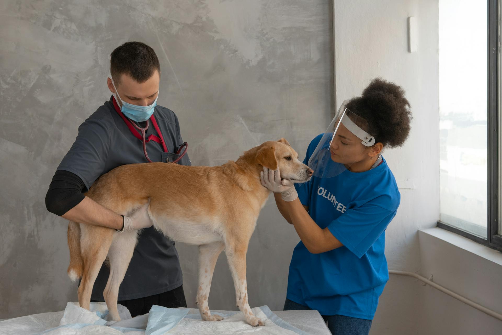 Dyrlæger forbereder en hund, så den kan få indsat en mikrochip