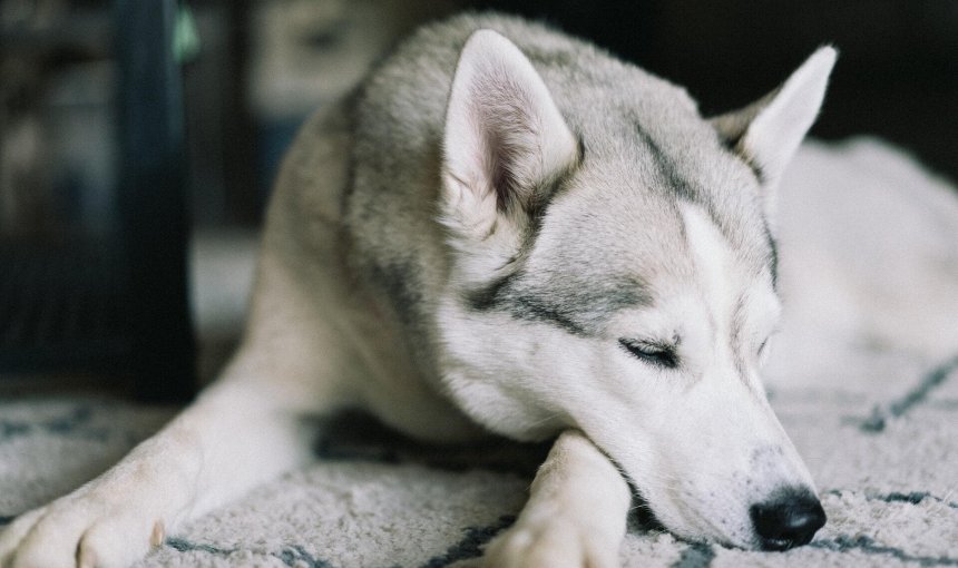 A sleeping Siberian Husky