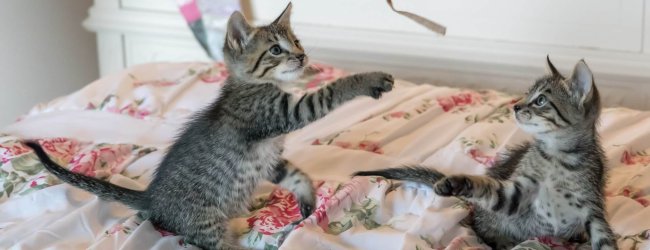 Two kittens playing with a dangling toy on a bed