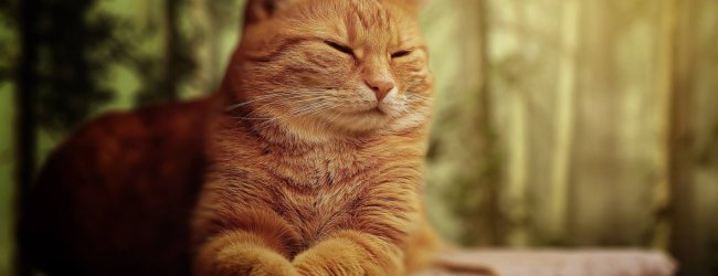 A cat sitting with their eyes closed in a green outdoors space