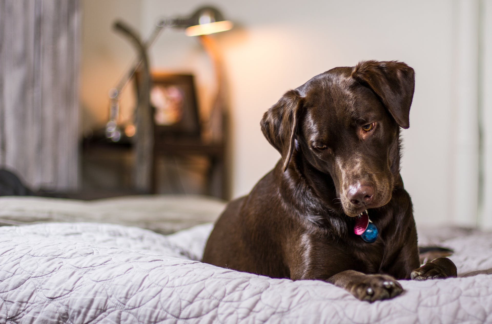 A brown dog sitting in bed