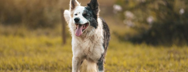 A happy dog plays in a garden free of snail bait.