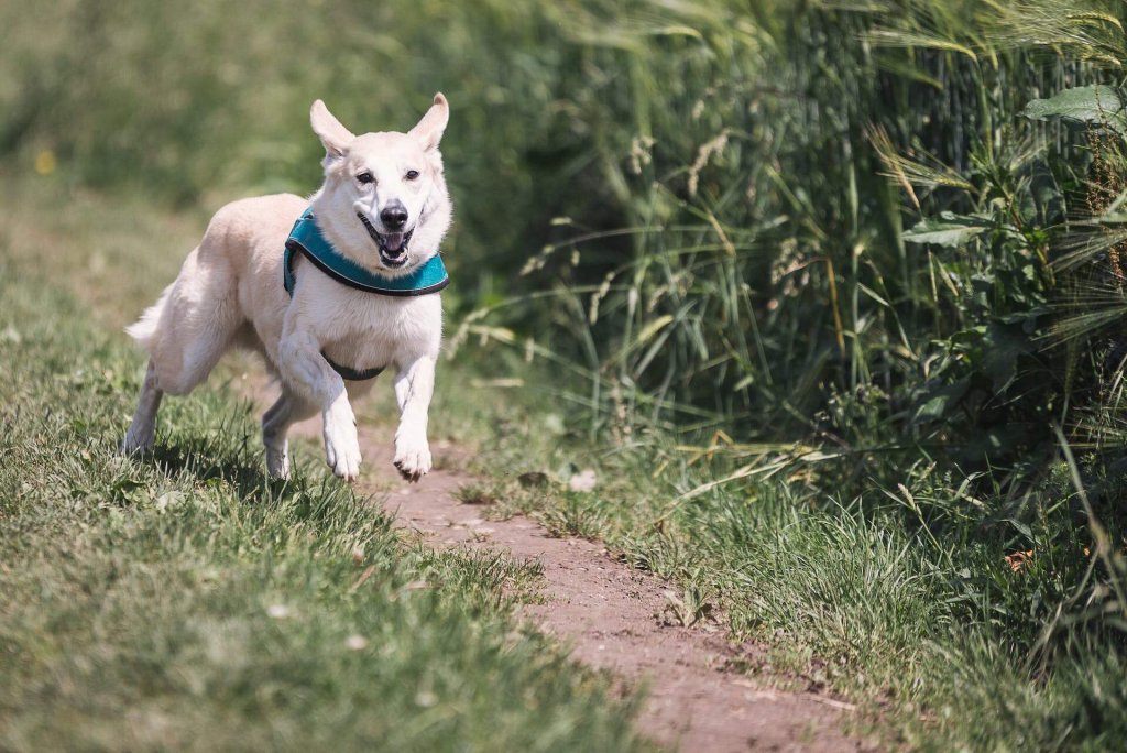 En hund løber væk og ind i et skovområde